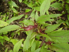 Procecidochares alani