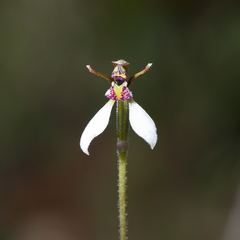 Eriochilus collinus