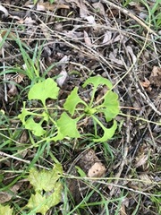 Ginkgo biloba