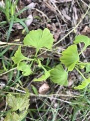 Ginkgo biloba