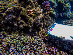 Echinopora hirsutissima