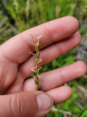 (c) panickedpopcorn, some rights reserved (CC BY) Oryzopsis asperifolia, photograph (c) panickedpopcorn, some rights reserved (CC BY)