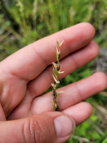Oryzopsis asperifolia, photograph 6