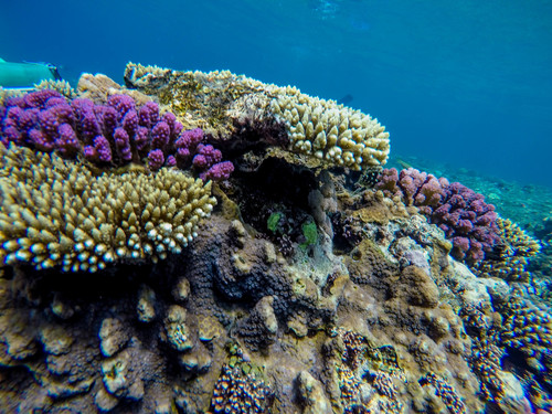 Echinopora hirsutissima