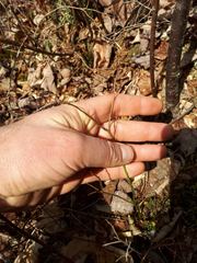 Vaccinium angustifolium image