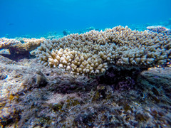 Acropora cytherea