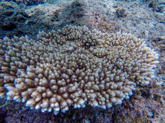 Acropora cytherea