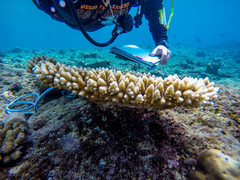 Acropora cytherea