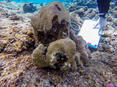 Porites lobata