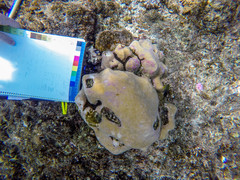 Porites lobata
