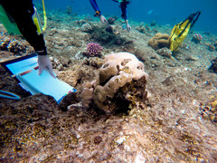 Porites lobata