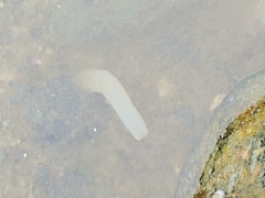 Macoma