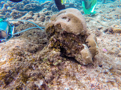 Porites lobata