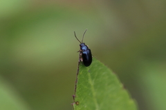 Alticina