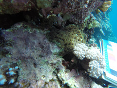 Acanthastrea echinata