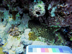 Acanthastrea echinata