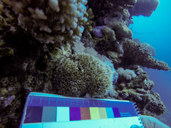 Galaxea fascicularis