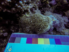 Galaxea fascicularis