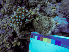 Galaxea fascicularis