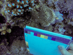 Galaxea fascicularis