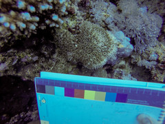 Galaxea fascicularis