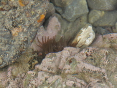Isactinia olivacea