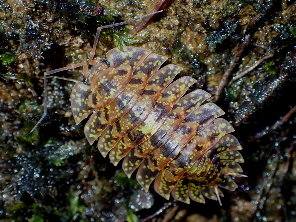 Merulanella