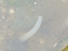 Macoma