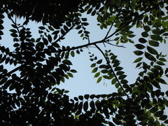 Juglans boliviana