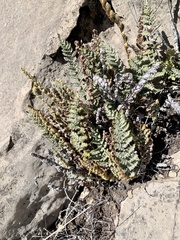 Myriopteris windhamii