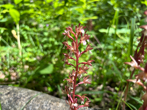 spotted coralroot