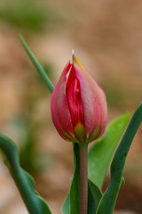 Tulipa