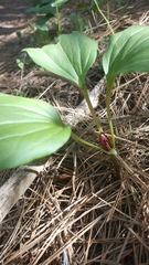 Trillium petiolatum