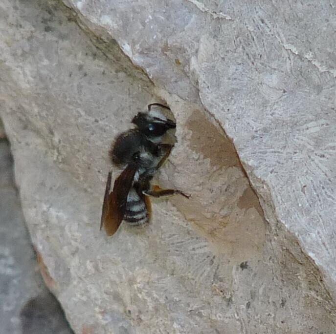 Megachile lefebvrei