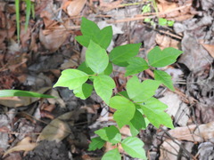 Toxicodendron radicans image