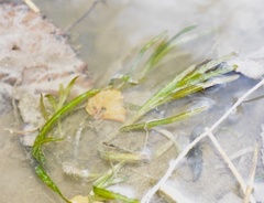 Potamogeton pusillus