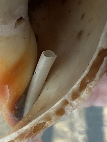 Dentalium eboreum, 2026-07-09