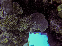 Mycedium elephantotus