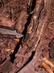 Silverstoneia flotator