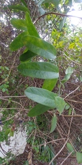 Passiflora multiflora