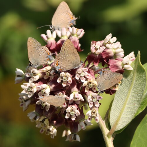 Edwards' Hairstreak photo 4