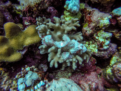 Scorpaenopsis oxycephalus