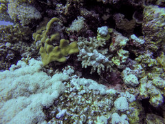 Scorpaenopsis oxycephalus