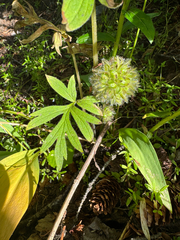 Hydrophyllum capitatum
