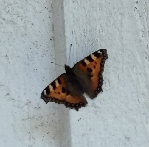 Small Tortoiseshell