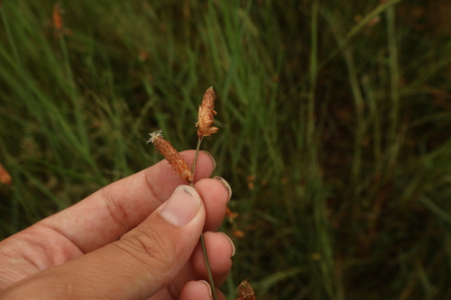 Fimbristylis tristachya observed 2026-06-27