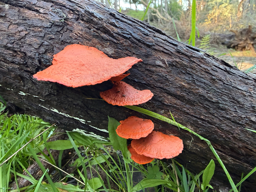 Southern Cinnabar Polypore