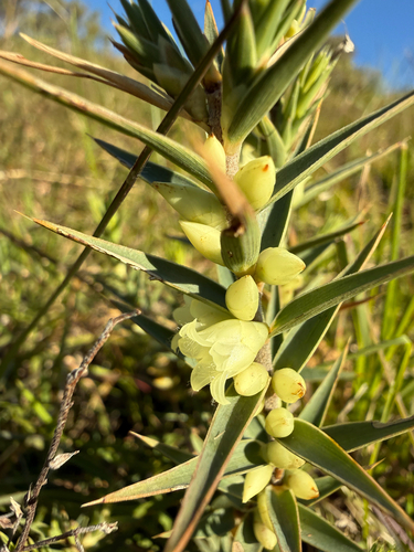 urn heath