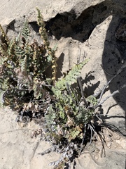 Myriopteris windhamii