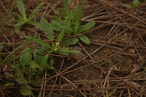 Goodenia pilosa observed 2026-06-27